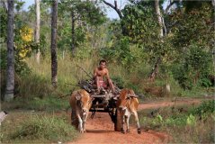Skot zebu je v Kambodži tažné zvíře